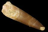 Fossil Plesiosaur (Zarafasaura) Tooth - Morocco #166716-1
